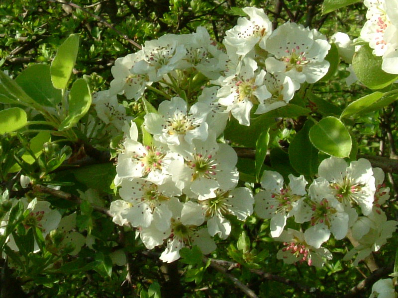 Pyrus pyraster / Pero selvatico